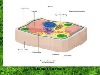 Célula eucariota vexetal
 