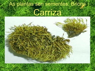 As plantas sen sementes: Brións
Carriza
 