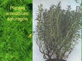 Plantas
aromáticas:
saturagón
 