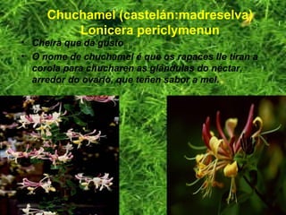 Chuchamel (castelán:madreselva)
Lonicera periclymenun
• Cheira que da gusto.
• O nome de chuchamel é que os rapaces lle tiran a
corola para chucharen as glándulas do néctar,
arredor do ovario, que teñen sabor a mel.
 