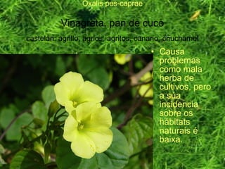 Oxalis pes-caprae
Vinagreta, pan de cuco
castelán: agrillo, agrios, agritos, canario, chuchamel
• Causa
problemas
como mala
herba de
cultivos, pero
a súa
incidencia
sobre os
hábitats
naturais é
baixa.
 