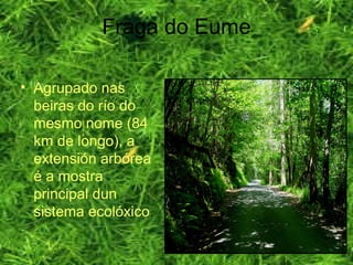 Fraga do Eume
• Agrupado nas
beiras do río do
mesmo nome (84
km de longo), a
extensión arbórea
é a mostra
principal dun
sistema ecolóxico.
 