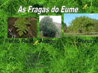 Fento Real Acibro Pereira
carballoscarballos
CastiñeirosCastiñeiros
BidueirosBidueiros
SotobosquesSotobosques
 