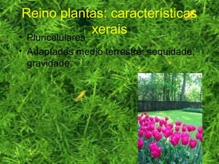 Reino plantas: características
xerais• Pluricelulares
• Adaptadas medio terrestre: sequidade,
gravidade.
 