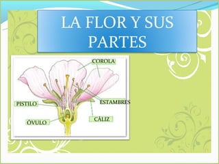 LA FLOR Y SUS
              PARTES
              COROLA




PISTILO        ESTAMBRES


              CÁLIZ
   ÓVULO
 