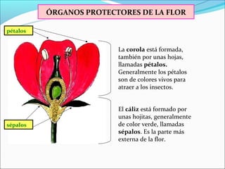 ÓRGANOS PROTECTORES DE LA FLOR

pétalos


                         La corola está formada,
                         también por unas hojas,
                         llamadas pétalos.
                         Generalmente los pétalos
                         son de colores vivos para
                         atraer a los insectos.


                         El cáliz está formado por
                         unas hojitas, generalmente
sépalos                  de color verde, llamadas
                         sépalos. Es la parte más
                         externa de la flor.
 