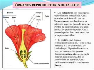 ÓRGANOS REPRODUCTORES DE LA FLOR

                    Los estambres son los órganos
                   reproductores masculinos. Cada
                   estambre está formado por un
                   filamento con una bolsita en su
                   extremos superior llamado antera.
                   Dentro de esta bolsa hay una gran
                   cantida de granos de polen. Cada
                   grano de polen lleva dentro un par
                   de espermatozoides.
                    El pistilo es el órgano
                   reproductor femenino. Tiene forma
                   parecida a la de una botella de
                   cuello largo. El pistilo lleva en su
                   interior uno o varios granos
                   llamados rudimentos de semilla
                   porque, si son fecundados se
                   convertirán en semillas. Cada
                   rudimento de semilla contiene un
                   óvulo.
 