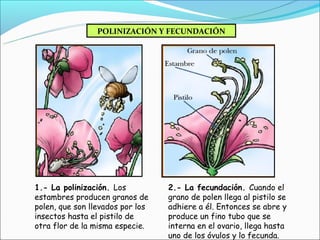 POLINIZACIÓN Y FECUNDACIÓN




1.- La polinización. Los          2.- La fecundación. Cuando el
estambres producen granos de      grano de polen llega al pistilo se
polen, que son llevados por los   adhiere a él. Entonces se abre y
insectos hasta el pistilo de      produce un fino tubo que se
otra flor de la misma especie.    interna en el ovario, llega hasta
                                  uno de los óvulos y lo fecunda.
 