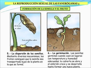 LA REPRODUCCIÓN SEXUAL DE LAS FANERÓGAMAS 3

              FORMACIÓN DE LA SEMILLA Y EL FRUTO




5.- La dispersión de las semillas.    6.- La germinación. Las semillas
Mediante diversos mecanismos, los     germinan cuando caen en lugares
frutos consiguen que la semilla sea   con temperatura y humedad
transportada lejos de la planta en    adecuadas; la cubierta se abre y
la que se formó.                      el embrión crece y se desarrolla
                                      hasta formar una nueva planta.
 