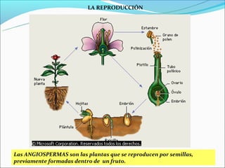LA REPRODUCCIÓN




Las ANGIOSPERMAS son las plantas que se reproducen por semillas,
previamente formadas dentro de un fruto.
 