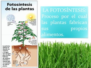 LA FOTOSÍNTESIS:
Proceso por el cual
las plantas fabrican
sus          propios
alimentos.
 