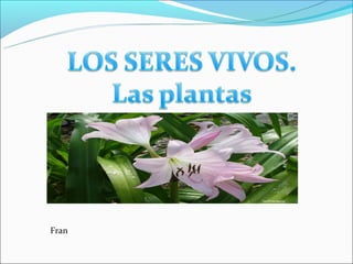 Plantas 2
