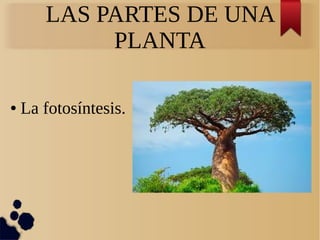 LAS PARTES DE UNA
PLANTA
● La fotosíntesis.
 