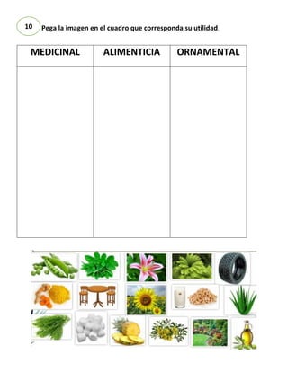 Pega la imagen en el cuadro que corresponda su utilidad.
MEDICINAL ALIMENTICIA ORNAMENTAL
10