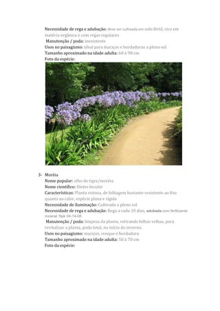 Necessidade de rega e adubação: deve ser cultivada em solo fértil, rico em
matéria orgânica e com regas regulares
Manutenção / poda: inexistente
Usos no paisagismo: ideal para maciços e bordaduras a pleno sol
Tamanho aproximado na idade adulta: 60 à 90 cm
Foto da espécie:
3- Moréia
Nome popular: olho de tigre/moréia
Nome científico: Dietes bicolor
Características: Planta vistosa, de folhagem bastante resistente ao frio
quanto ao calor, espécie plana e rígida
Necessidade de iluminação: Cultivada a pleno sol
Necessidade de rega e adubação: Rega a cada 10 dias, adubada com fertilizante
mineral, Npk 04-14-08.
Manutenção / poda: limpeza da planta, retirando folhas velhas, para
revitalizar a planta, poda total, no início do inverno.
Usos no paisagismo: maciços, renque e bordadura
Tamanho aproximado na idade adulta: 50 à 70 cm
Foto da espécie:
 