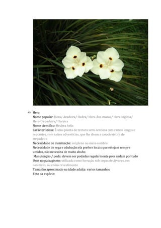 4- Hera
Nome popular: Hera/ Aradeira/ Hedra/ Hera-dos-muros/ Hera-inglesa/
Hera-trepadeira/ Hereira
Nome científico: Hedera helix
Características: É uma planta de textura semi-lenhosa com ramos longos e
reptantes, com raízes adventícias, que lhe doam a característica de
trepadeira
Necessidade de iluminação: sol pleno ou meia-sombra
Necessidade de rega e adubação:ela prefere locais que estejam sempre
umidos, não necessita de muito abubo
Manutenção / poda: devem ser podadas regularmente pois andam por tudo
Usos no paisagismo: utilizada como forração sob copas de árvores, em
canteiros, ou como revestimento
Tamanho aproximado na idade adulta: varios tamanhos
Foto da espécie:
 