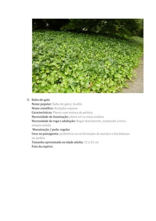 5- Rabo-de-gato
Nome popular: Rabo-de-gato/ Acalifa
Nome científico: Acalypha reptans
Características: Flores com textura de pelúcia
Necessidade de iluminação: pleno sol ou meia sombra
Necessidade de rega e adubação: Regar diariamente, mantendo a terra
sempre úmida
Manutenção / poda: regular
Usos no paisagismo: jardineiras ou na formação de maciços e bordaduras
no jardim
Tamanho aproximado na idade adulta: 15 à 25 cm
Foto da espécie:
 