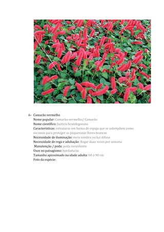 6- Camarão vermelho
Nome popular: Camarão-vermelho/ Camarão
Nome científico: Justicia brandegeeana
Características: estruturas em forma de espiga que se sobrepõem como
escamas para proteger as pequeninas flores brancas
Necessidade de iluminação: meia sombra ou luz difusa
Necessidade de rega e adubação: Regar duas vezes por semana
Manutenção / poda: poda inexistente
Usos no paisagismo: bordaduras
Tamanho aproximado na idade adulta: 60 à 90 cm
Foto da espécie:
 