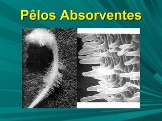 Pêlos Absorventes 
