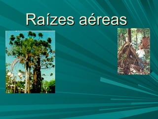 Raízes aéreas   