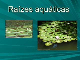 Raízes aquáticas   