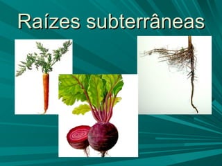 Raízes subterrâneas 