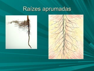 Raízes aprumadas 