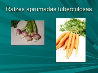 Raízes aprumadas tuberculosas 