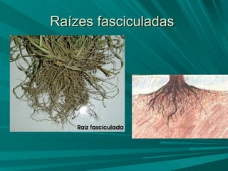 Raízes fasciculadas  