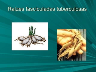 Raízes fasciculadas tuberculosas  