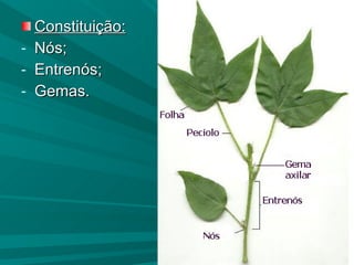 Constituição: Nós; Entrenós; Gemas. 