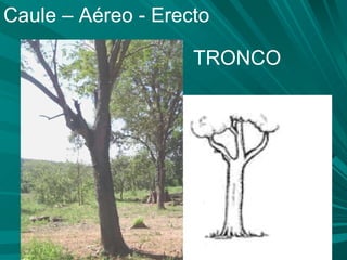 Caule – Aéreo - Erecto TRONCO 