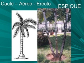 ESPIQUE Caule – Aéreo - Erecto 