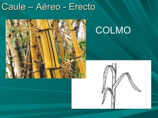 Caule – Aéreo - Erecto COLMO 