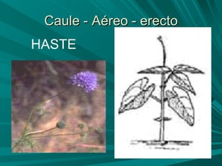 Caule - Aéreo - erecto HASTE 