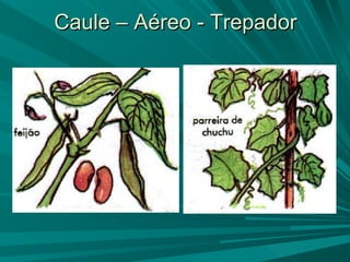 Caule – Aéreo - Trepador 
