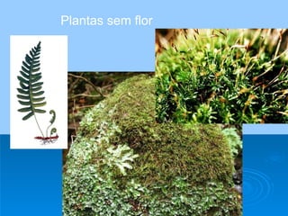 Plantas sem flor 