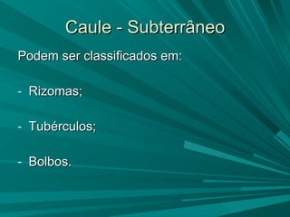 Caule - Subterrâneo Podem ser classificados em: Rizomas; Tubérculos; Bolbos. 
