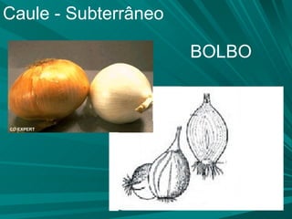 Caule - Subterrâneo BOLBO 