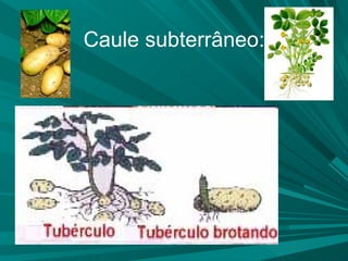Caule subterrâneo: 