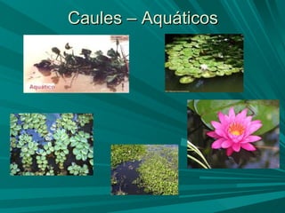 Caules – Aquáticos 