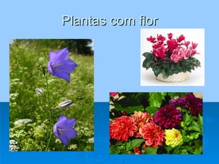 Plantas com flor 