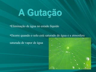 Eliminação de água no estado líquido  Ocorre quando o solo está saturado de água e a atmosfera saturada de vapor de água A Gutação 