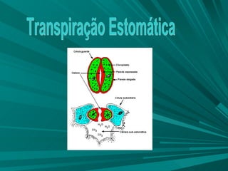 Transpiração Estomática 