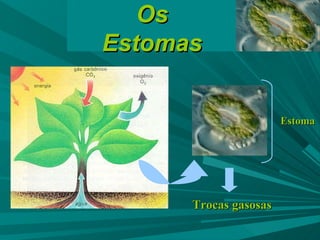 Os Estomas Estoma Trocas gasosas 