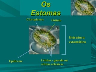 Células - guarda ou células oclusivas Ostíolo Cloroplastos Estrutura estomática Epiderme Os Estomas 