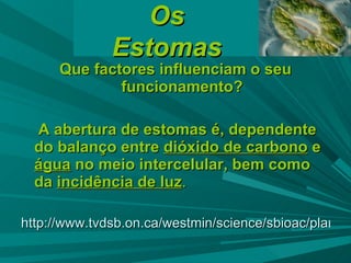 Que factores influenciam o seu funcionamento? A abertura de estomas é, dependente do balanço entre  dióxido de carbono  e  água  no meio intercelular, bem como da  incidência de luz .   http://www.tvdsb.on.ca/westmin/science/sbioac/plants/stoma.htm   Os Estomas 