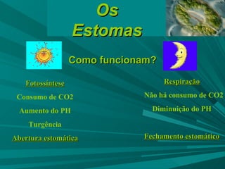 Como funcionam? Os Estomas Fotossíntese Consumo de CO2 Aumento do PH Turgência Abertura estomática Respiração Não há consumo de CO2  Diminuição do PH Fechamento estomático 