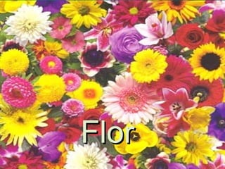 Flor 