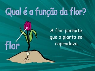 Qual é a função da flor? flor A flor permite que a planta se  reproduza. 